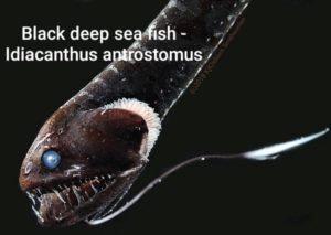 Black Deep sea fish