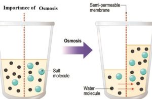 Importance of osmosis