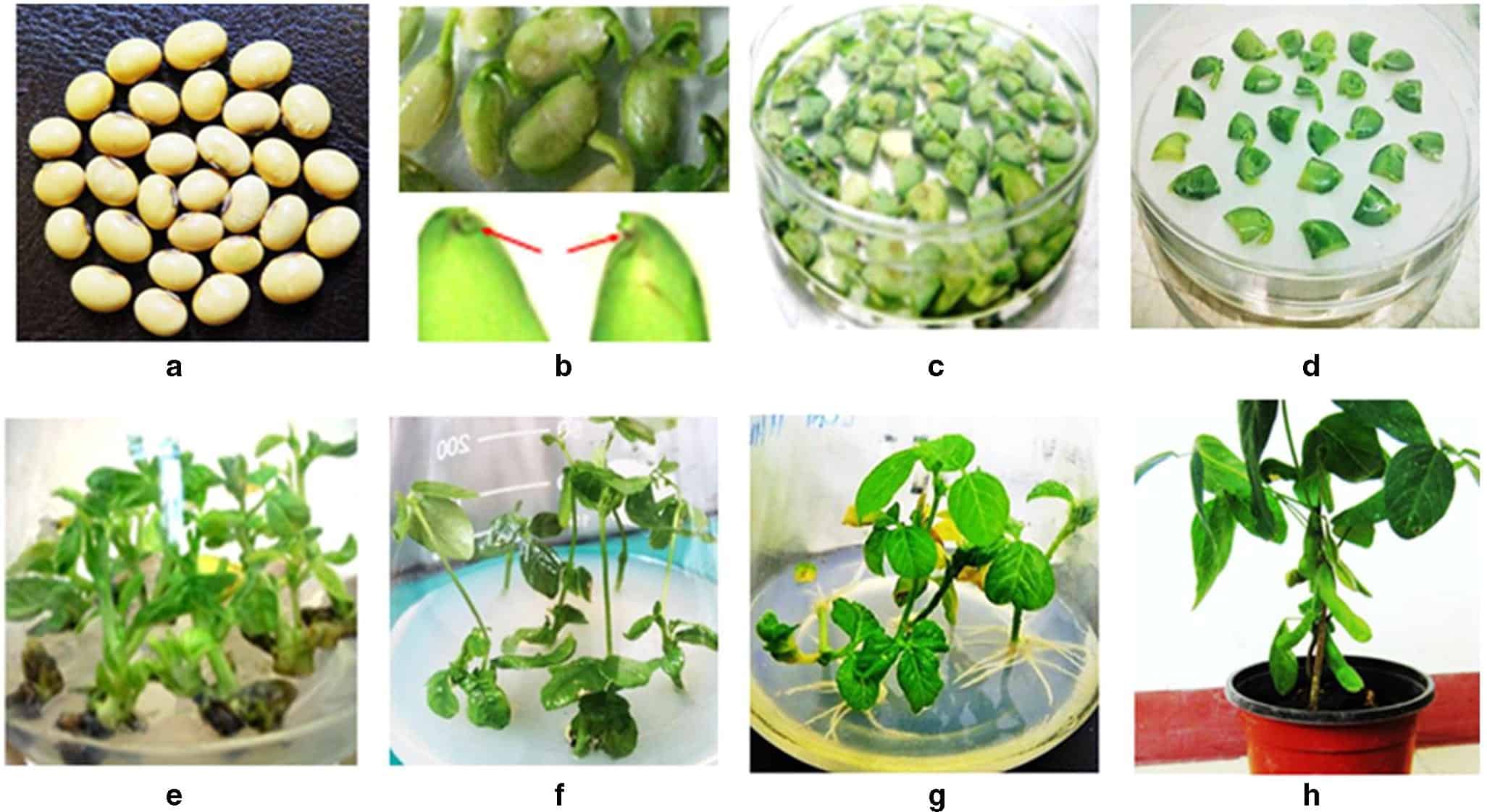 Steps for producing Transgenic Plants
