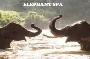 ELEPHANT SPA IN INDIA