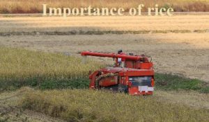 importance of rice