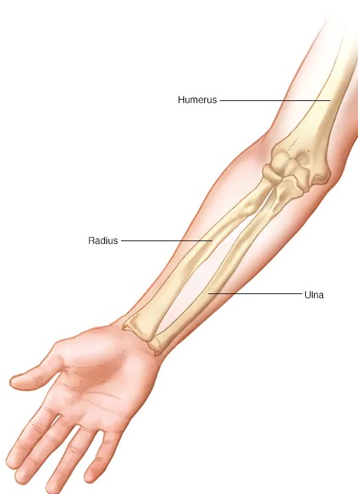 raduius outer arm bone