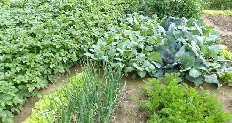 Difference between mixed cropping and intercropping