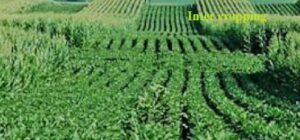 difference between mixed cropping and intercropping