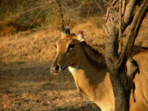 List of National Parks in India States: Sasan Gir Forest National Park