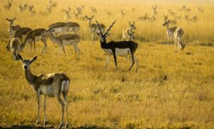 List of National Parks in India States: Blackbuck National Park