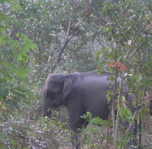 Manas Wildlife Sanctuary- UNESCO World Heritage Sites in India