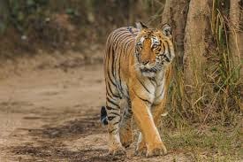 List of National Parks in India States - Jim Corbett National Park