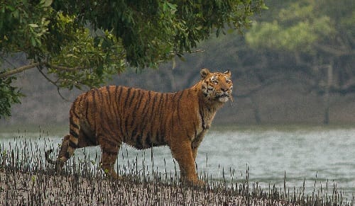 Sundarban