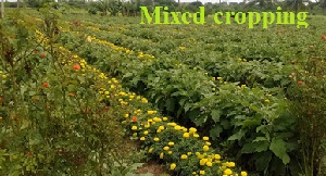 difference between mixed cropping and intercropping 