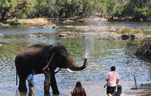 Dubare Elephant Camp- Places to Visit in Coorg 