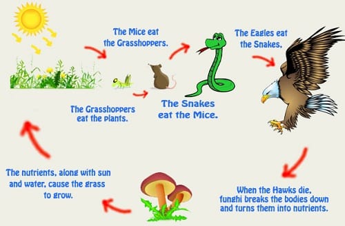 Food Chain-our environment class 10 notes