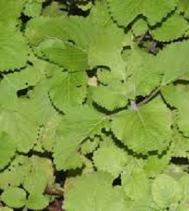 Iruveli - medicinal plants in Kerala