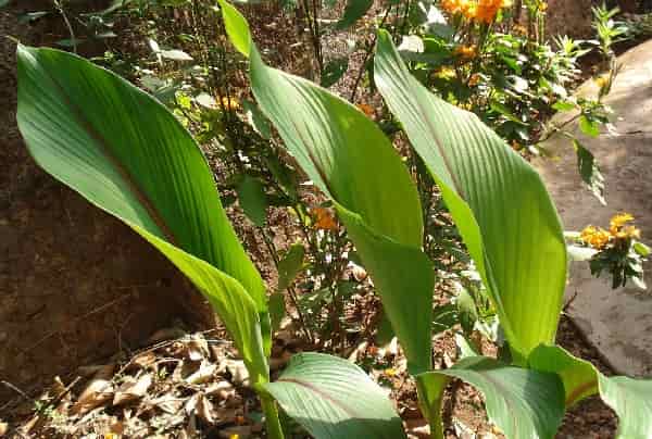 top-10-best-medicinal-plants-in-kerala-with-their-uses