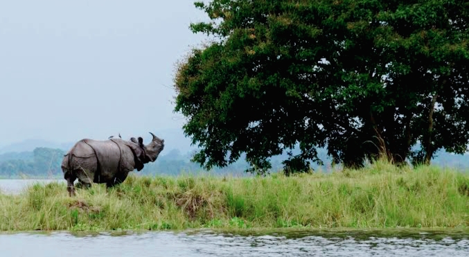 kaziranga National Park - Places to Visit In North East India