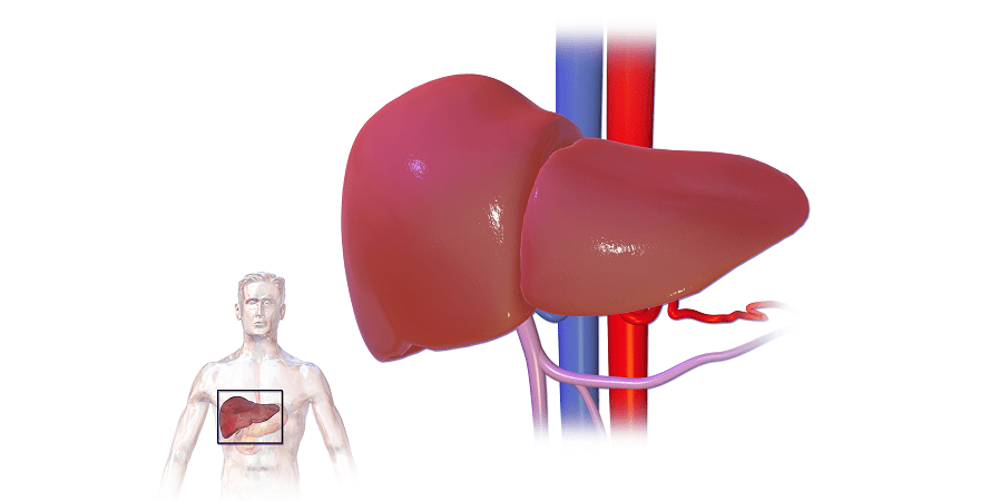 Liver- largest gland in human body