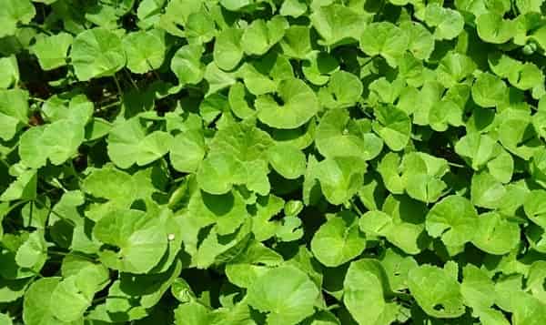 Muthil or Indian Pennywort- medicinal plants in Kerala