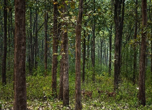 Nagarhole National Park-Places to Visit in Coorg