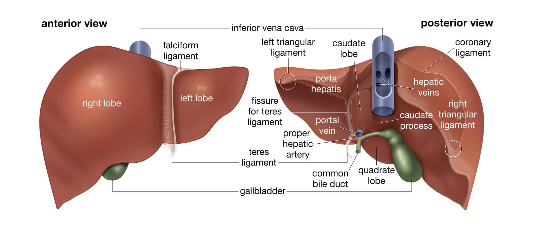 Structure of liver - largest gland in human body