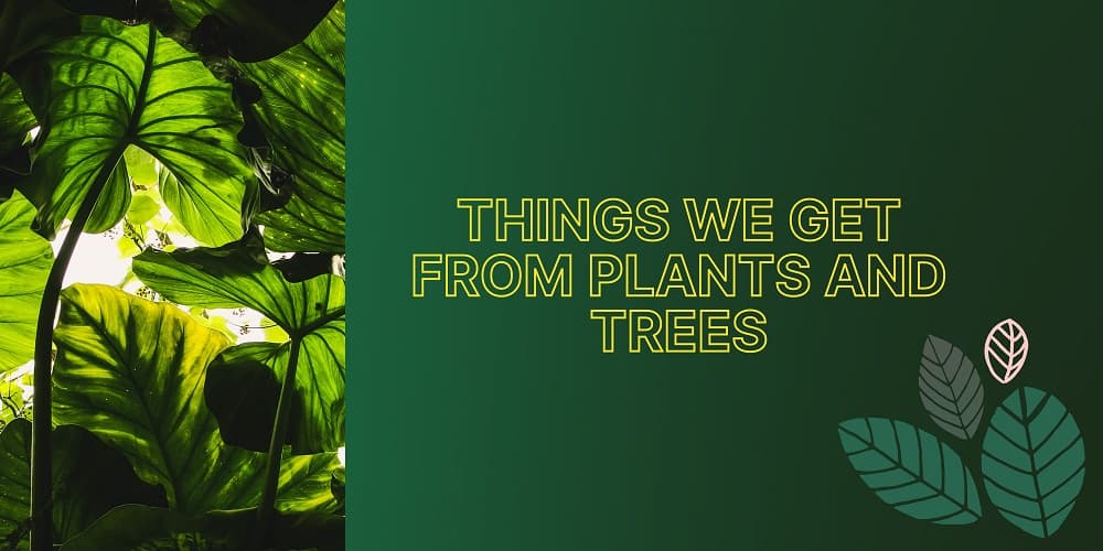 Things we get from plants directly