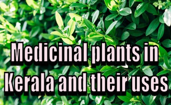 Top medicinal plants in Kerala and their uses(feature image)