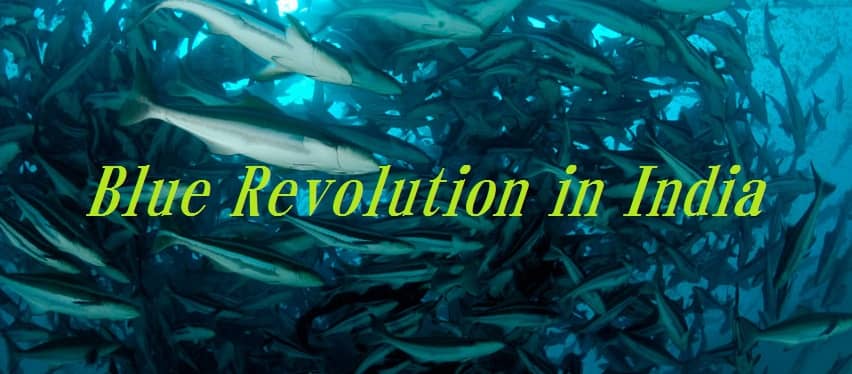 Blue Revolution in India- 8 revolutionary actions.