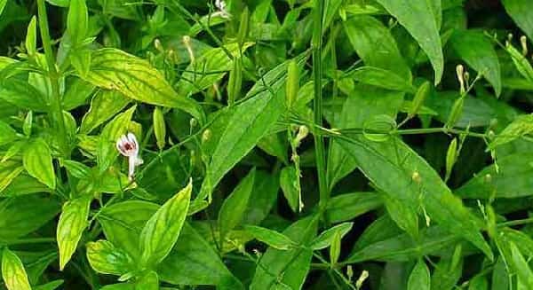kiriyath or Great Chirata medicinal plants in Kerala