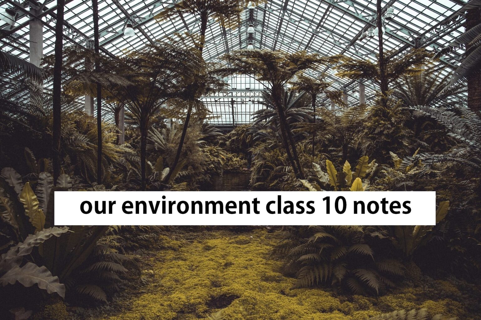 environment essay for class 10