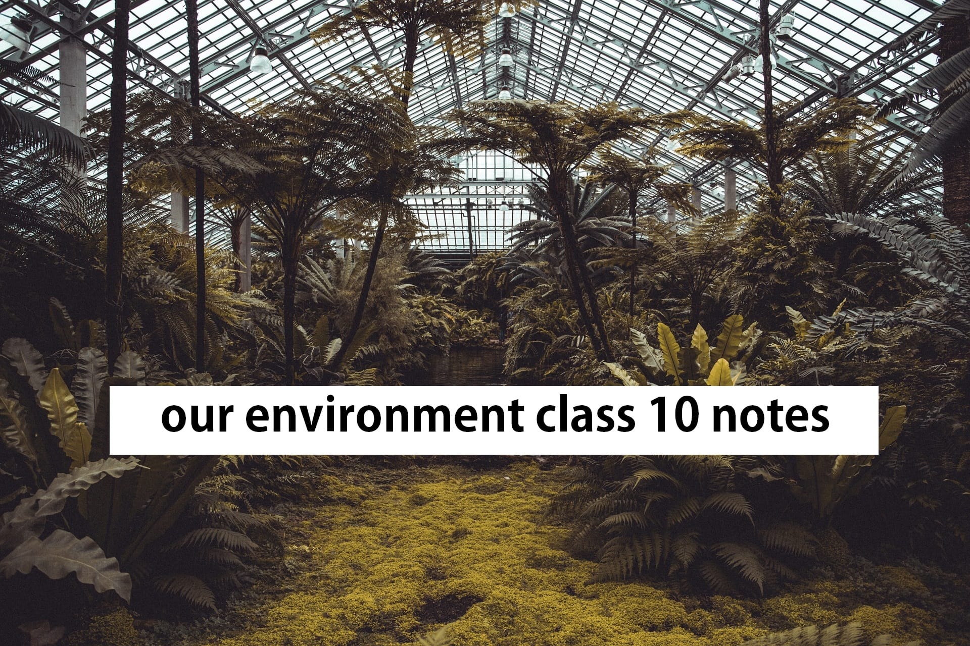 our environment class 10 notes