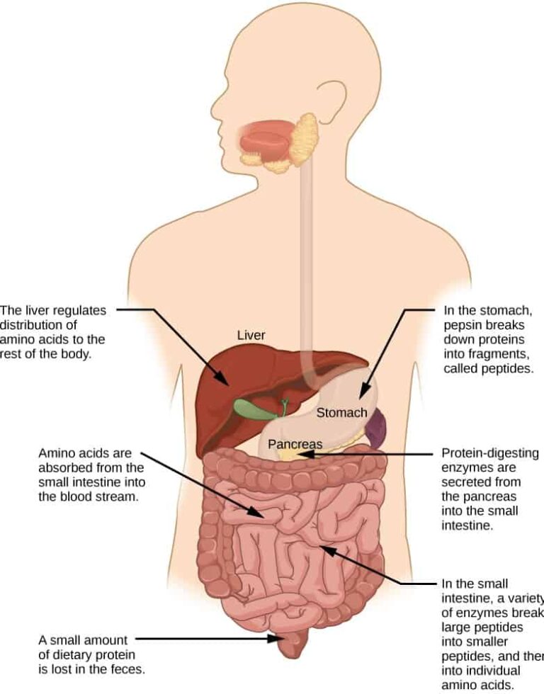 nutrition-in-human-beings-types-functions-importance-role