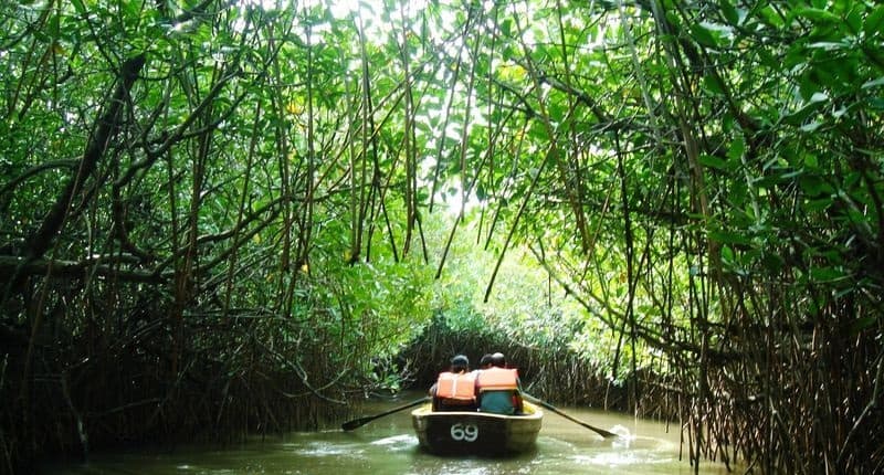 Swamp and Littoral Forests In India