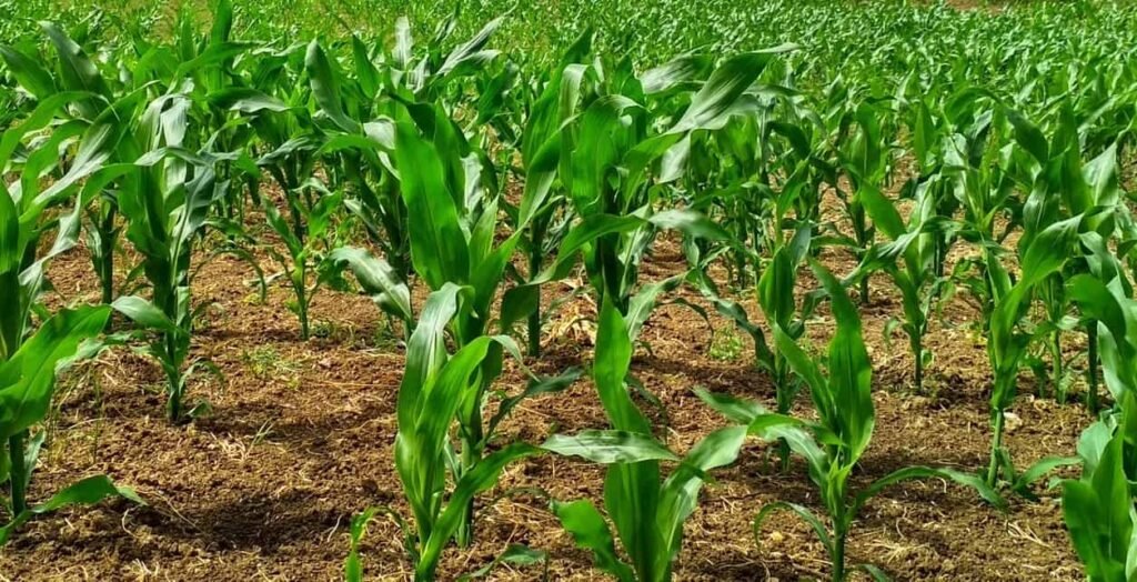 Types of Cropping Systems in India
