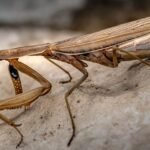 Brown Praying Mantis - Amazing Facts & Photos