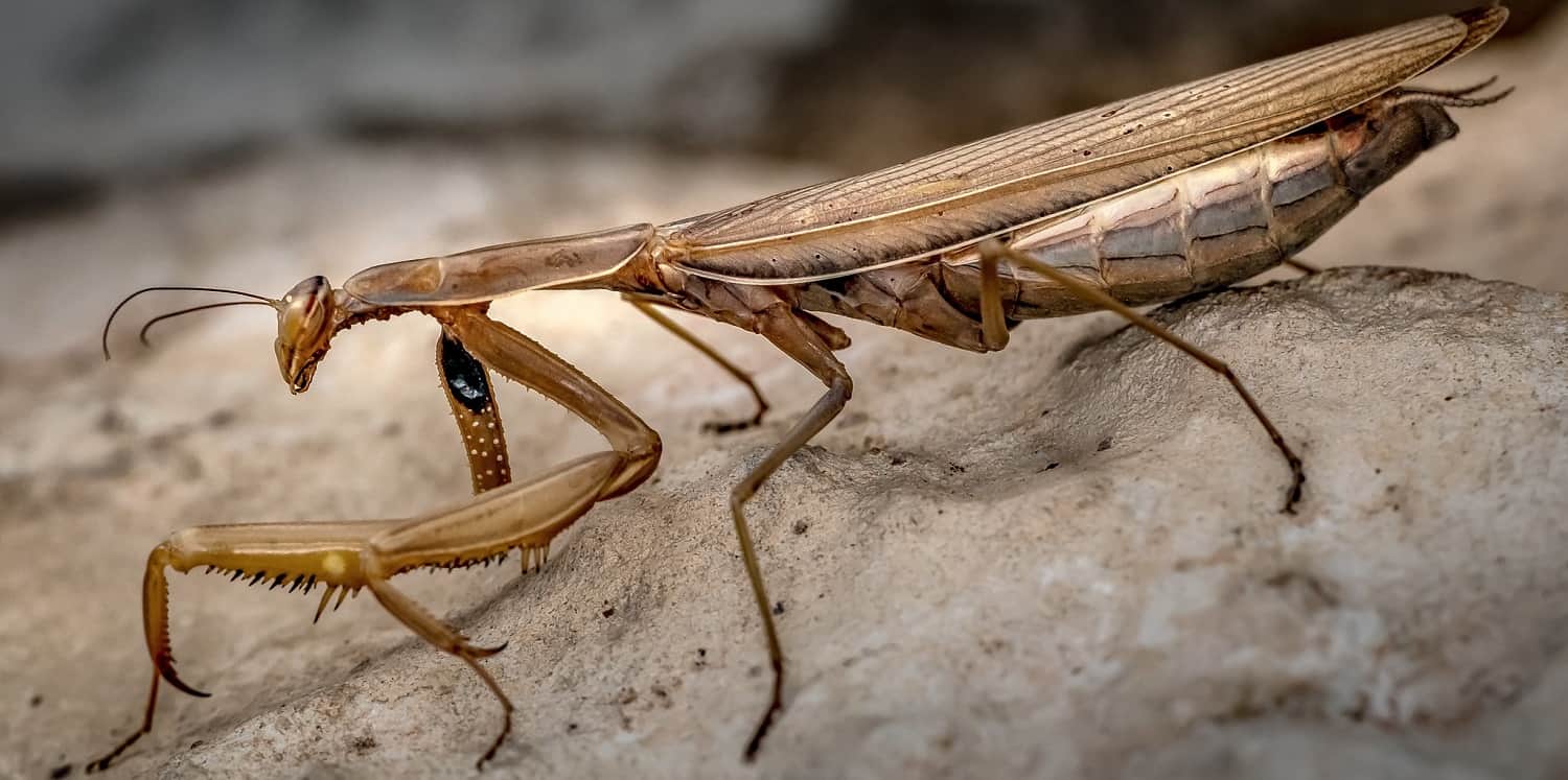 Brown Praying Mantis - Amazing Facts & Photos