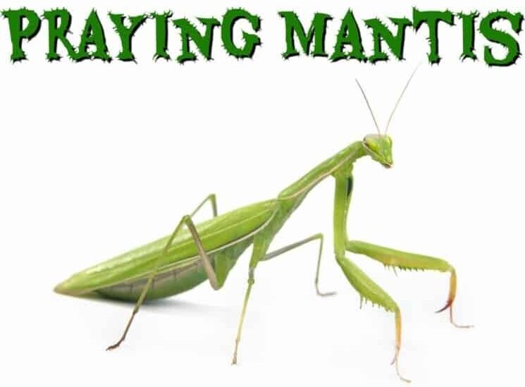 Praying-Mantis-Facts
