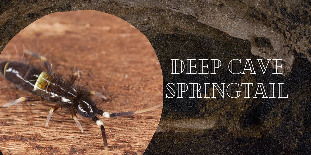Deep Cave Springtail