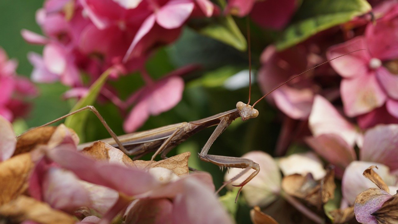 Flower Mantis 
