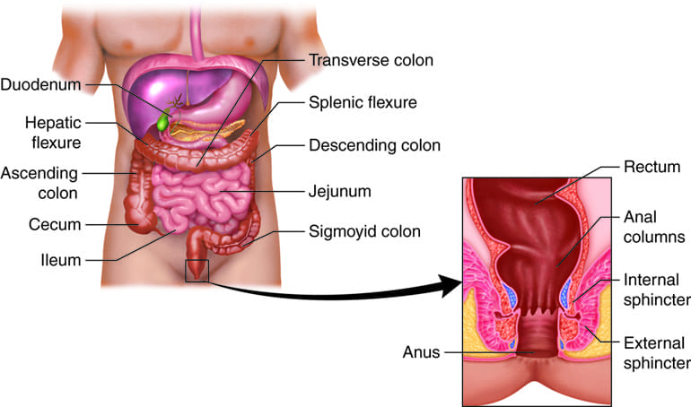 Internal Organs