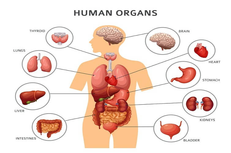 The Most Sensitive Organs in Our Body