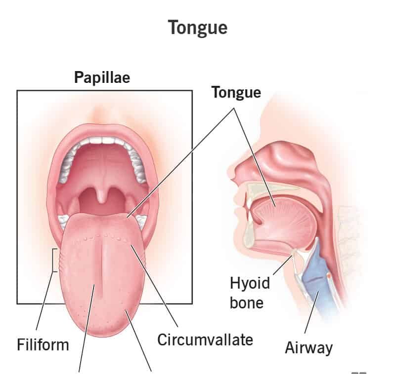 Tongue