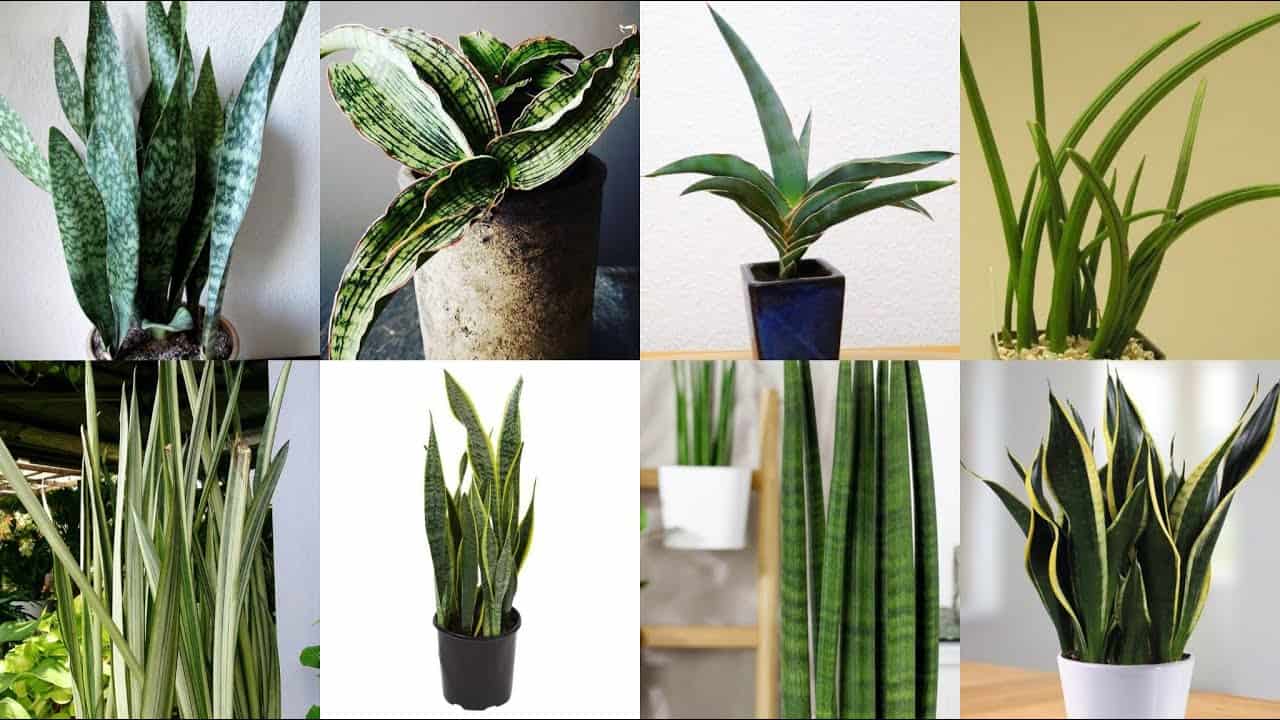 5 Amazing Snake Plant Varieties