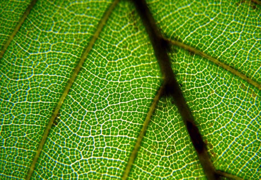 Chlorophyll in a leaf. 