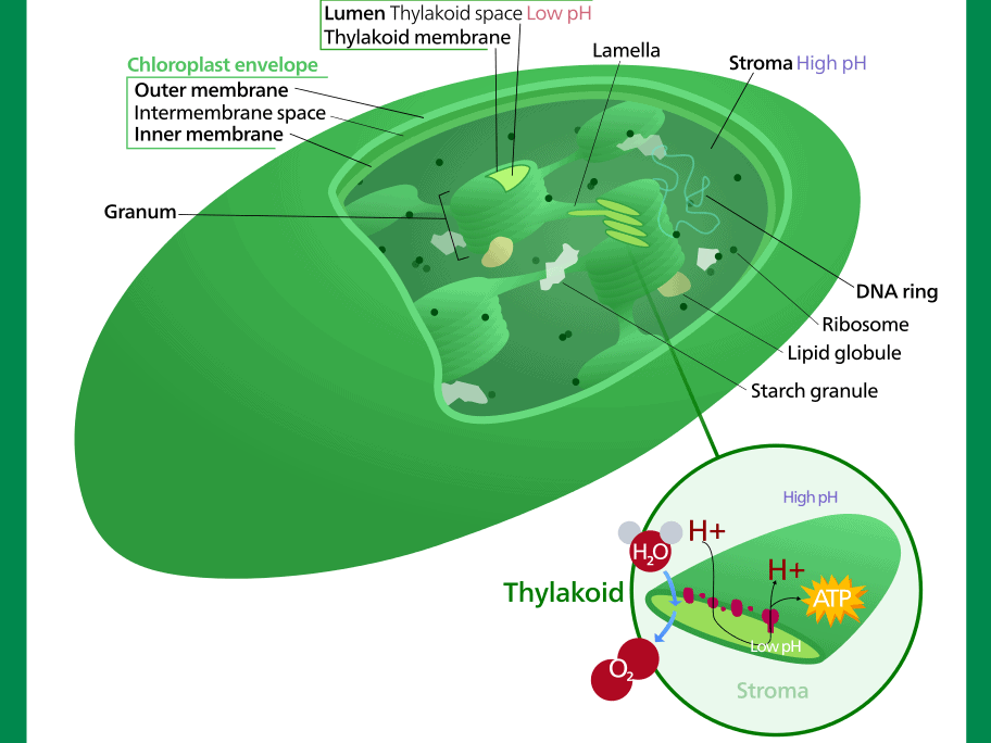 Image of chloroplast found in chlorophyll.