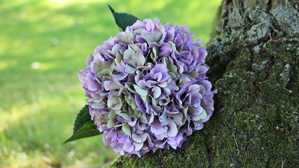 hydrangea tree