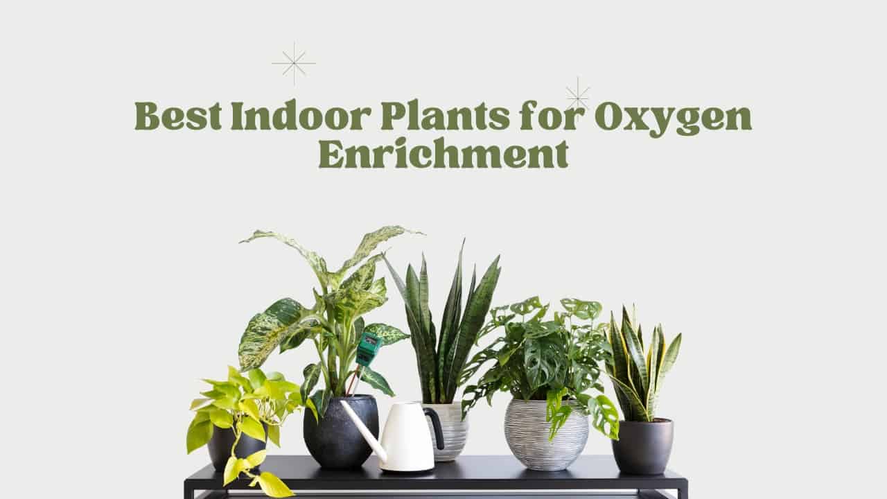 Best Indoor Plants for Oxygen Enrichment
