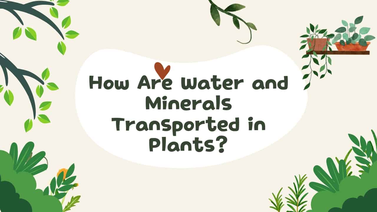 How Are Water and Minerals Transported in Plants?