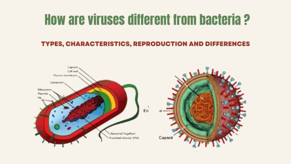 How are viruses different from bacteria